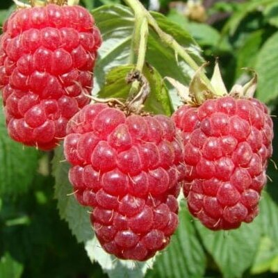 malina wczesna koral